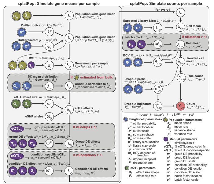The splatPop model for estimating gene means.